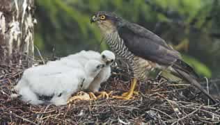 Y at'il un oiseau plus beau et plus attaché à notre histoire que cet épervier devenu presque rare